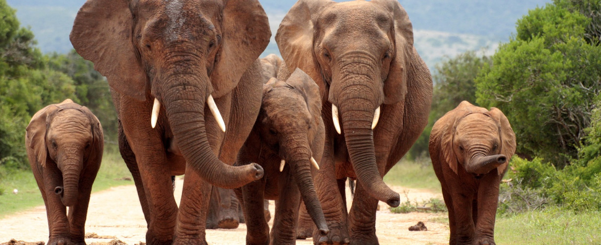 Winter in South Africa - Enchanting Travels South Africa Tours Addo elephant national park,eastern cape