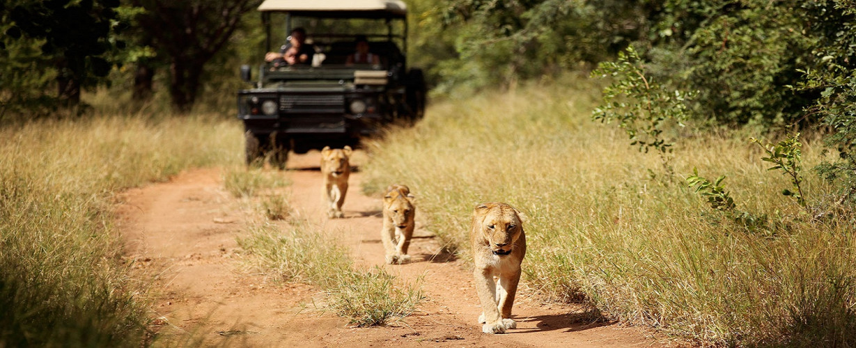 Kruger: The Best South Africa Safari Adventures
