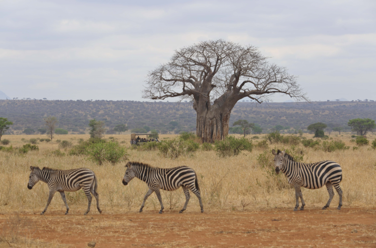 Rubondo Island – Wo die wilden Tiere wohnen