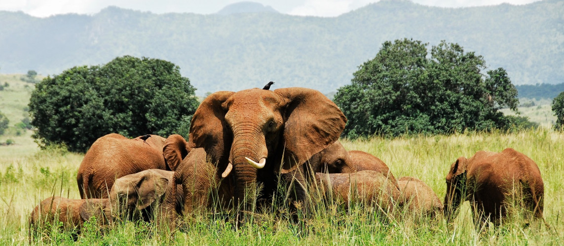 Elephants in nature