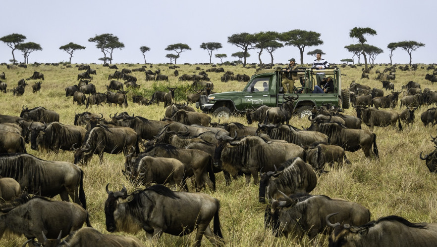 Wildebeest Migration - Serengeti, Africa