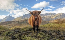 Scottish Highlands