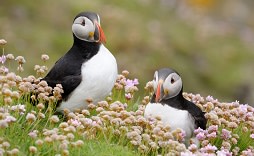 Iceland-Wildlife-Puffins