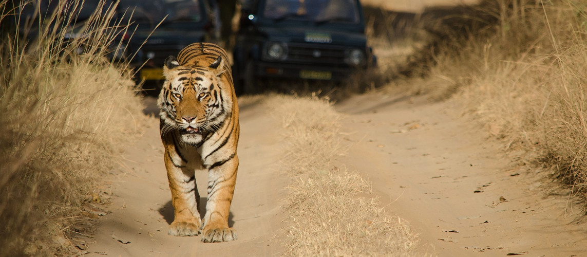 Safari in India: Meet the Royal Bengal Tiger