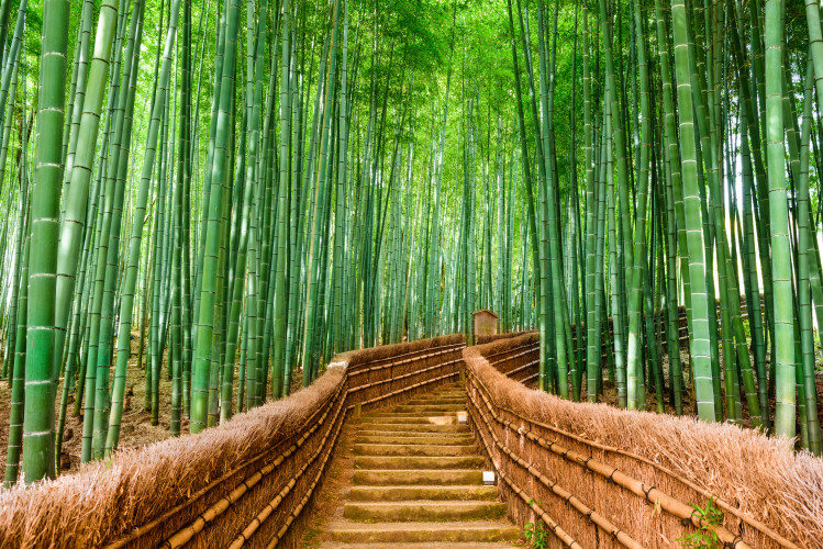 Kyoto, Japan at the Bamboo Forest Asia