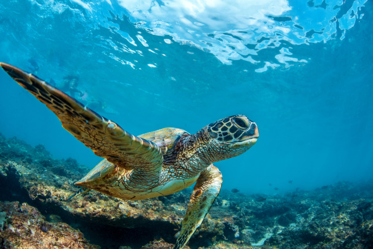 Hawaii Urlaub