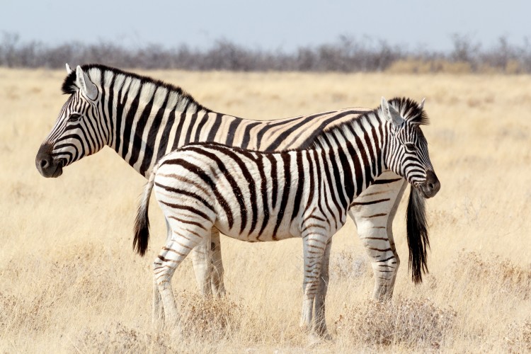 Enchanting Travels - Namibia Tours -Serra Cafema-Zebra foal with mother in african bush