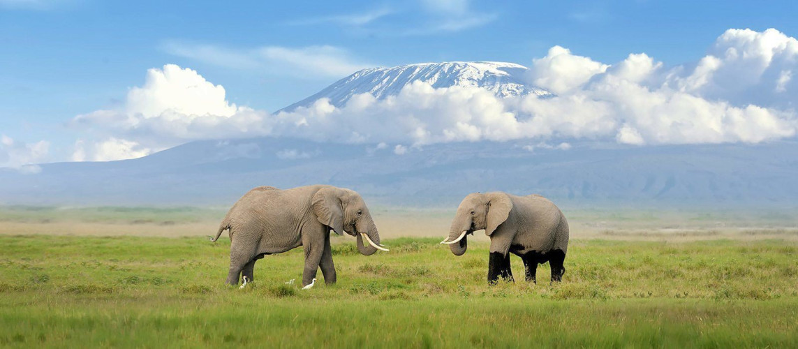 Elephants, in the background Mount Kilimanjaro