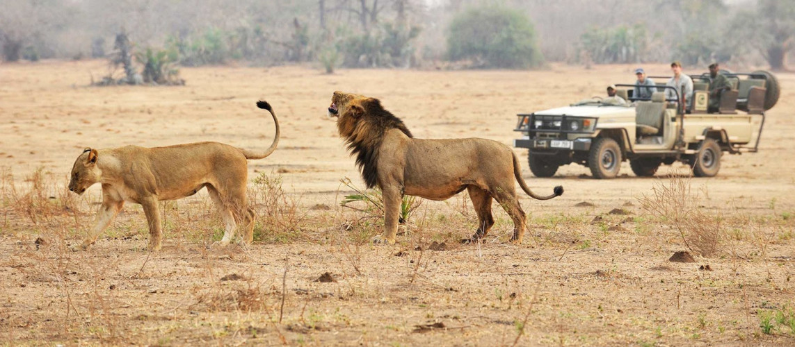 Lions in Kafue, Zambia
