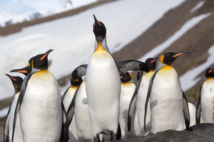 Best Things To Do in Antarctica
