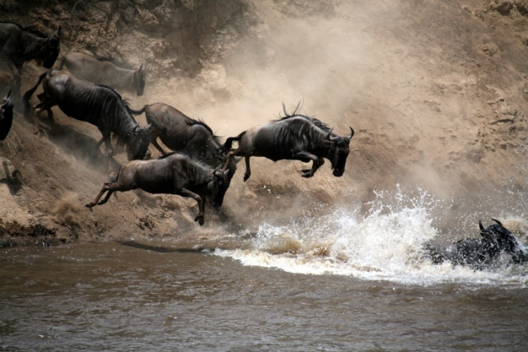 Kenya Safari