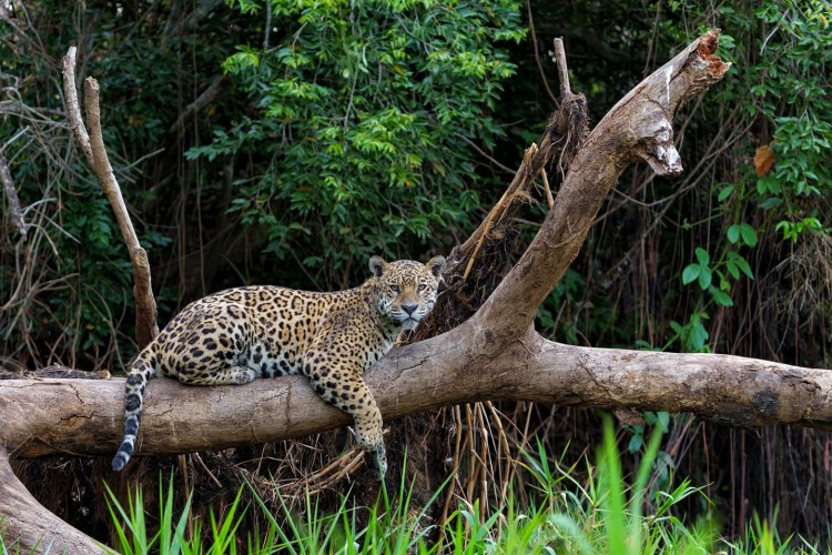Jaguar ruht auf einem umgestürzten Baumstamm im Pantanal, umgeben von dichtem grünem Dschungel.