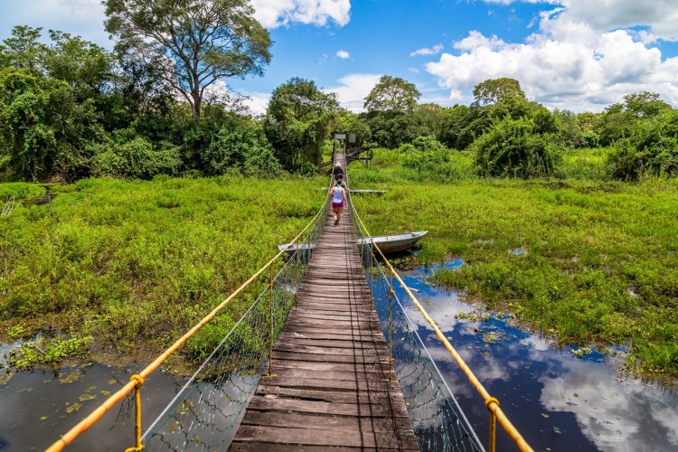 Frau überquert Hängebrücke über Sumpfgebiet im Pantanal, Brasilien, umgeben von üppiger Vegetation.