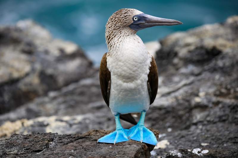 Nahaufnahme eines Blaufußtölpels auf den Galapagos-Inseln, Ecuador