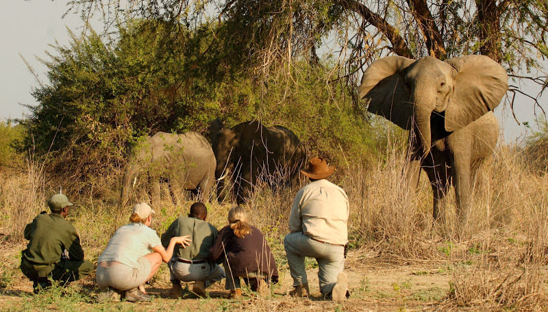Buschwanderung im South Luangwa Nationalpark begleitet von Rangern und Guides