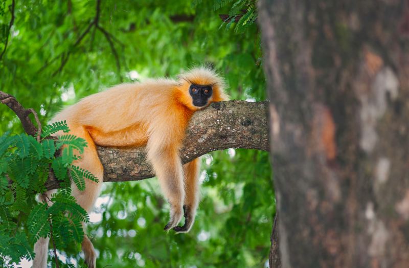 Gees Golden langur black faced and long haired resting on a tree in forest near Assam east India