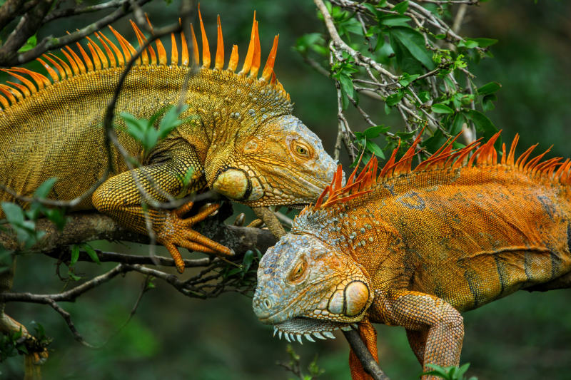 Green Iguana Costa Rica