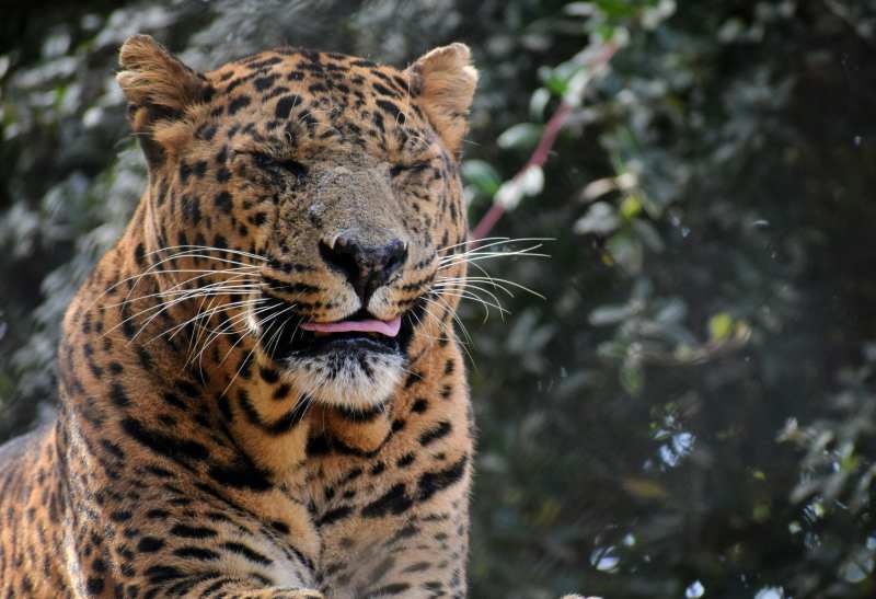 A close up of a large cat with trees in the background jim corbett in north India