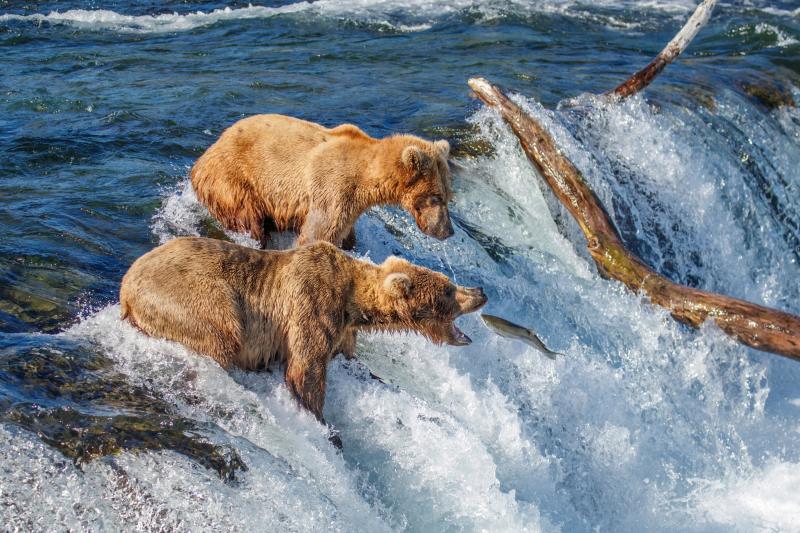 Brown bear mouth open waiting salmon