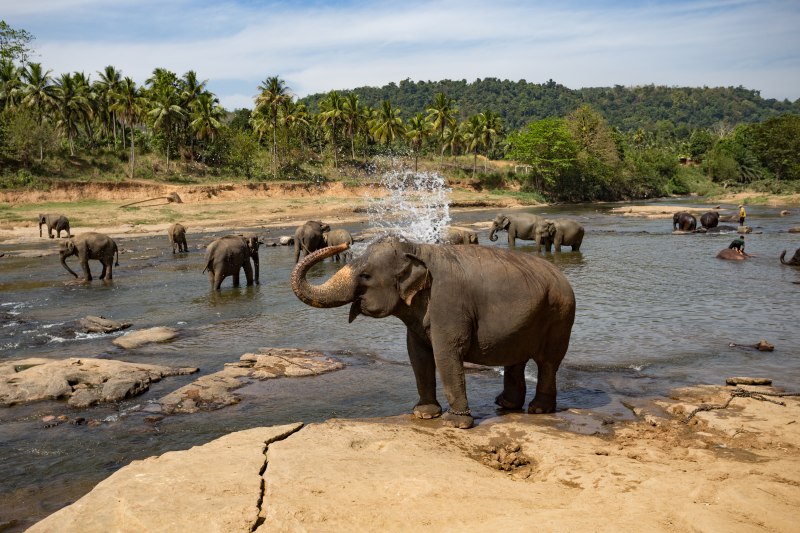 elephants bathing river national park pinnawala Asia