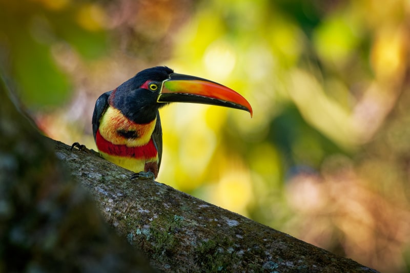 Costa Rica: Wildlife and Nature