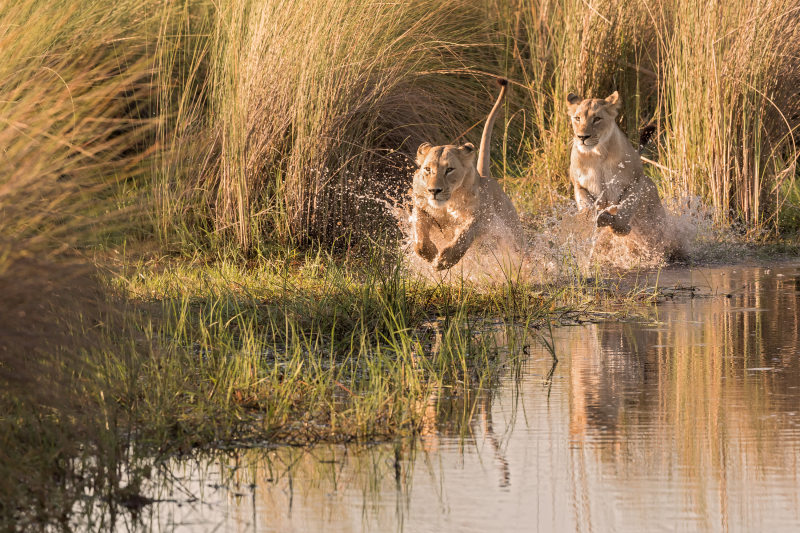 Watershy lions in the Okavango Delta, Botswana