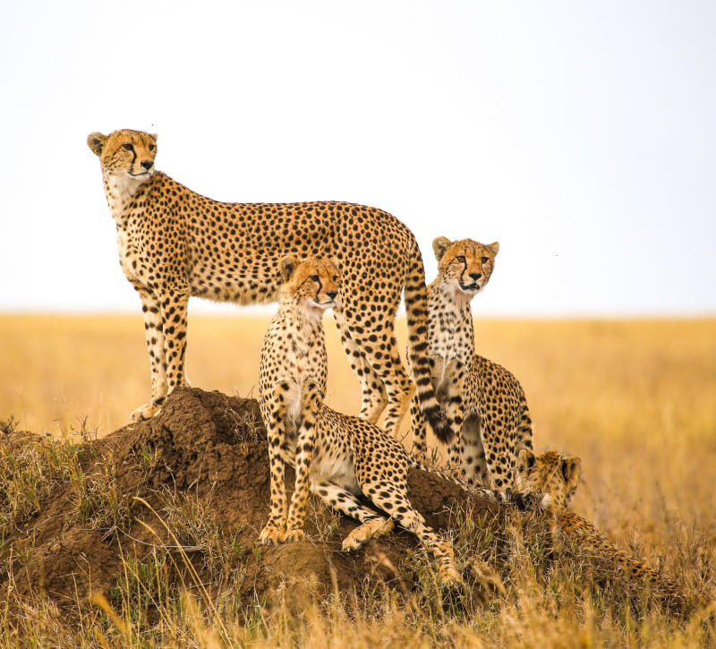 cheetahs-watching-prey-Serengeti-National-Park-Tanzania