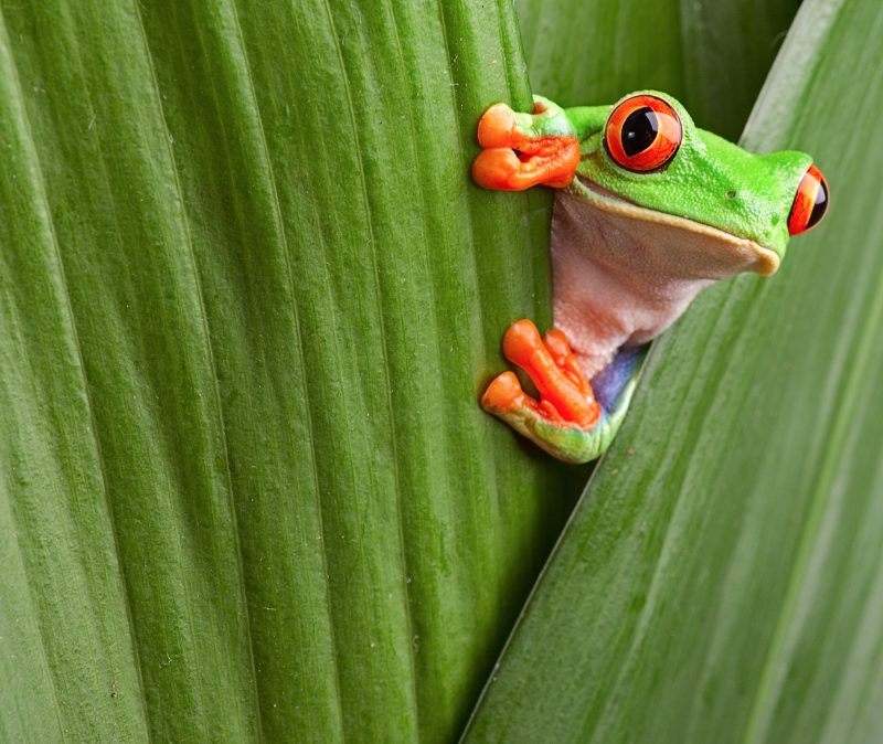 curious-red-eyed-tree-frog-hiding