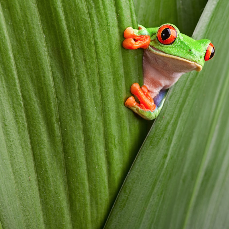 Beste Reisezeit Costa Rica