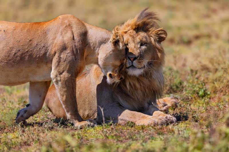 Pair,Of,Lions,Cuddle,In,The,Heat,Of,Ngorongoro,Conservation