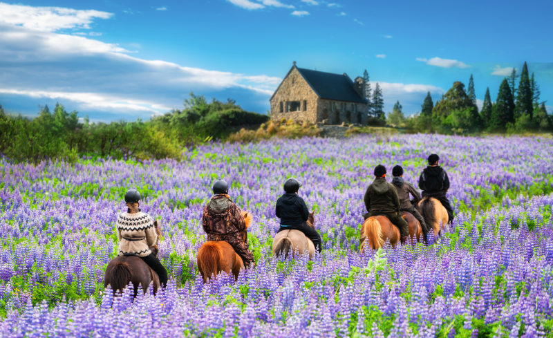 Travelers ride horses lupine flower field Oceania