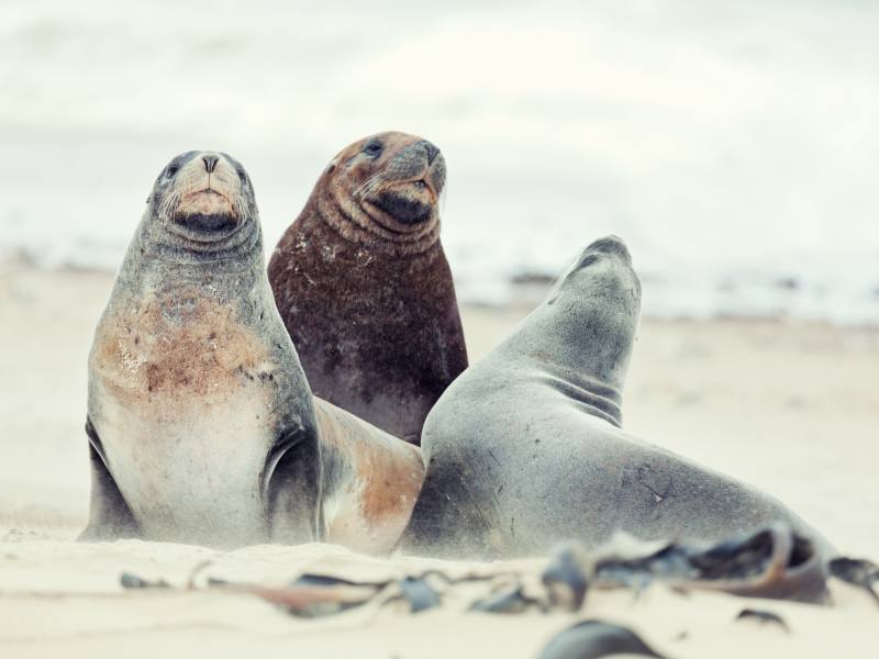 Beste Reisezeit Neuseeland