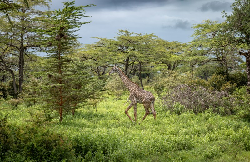 Tanzania: Southern Wilderness and Beach
