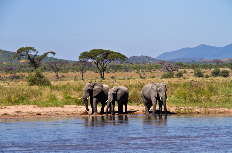 Tanzania: Southern Wilderness and Beach