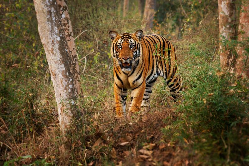 Karnataka: Die Tempel & Tierwelt Südindiens