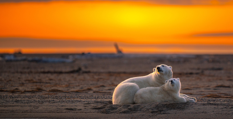 Stunning sunset shot mother polar bear