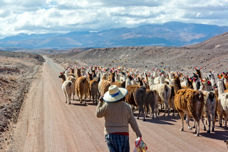 woman-herding-llamas-on-road