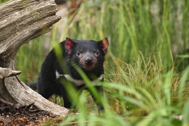 Tasmania Island Discovery