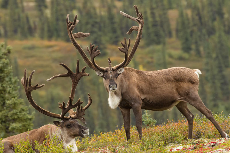 Alaska Roadtrip: Die letzte Grenze