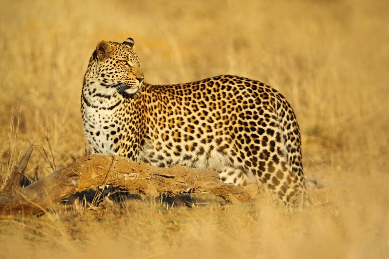 Roadtrip: von den Victoriafällen zum Okavango-Delta