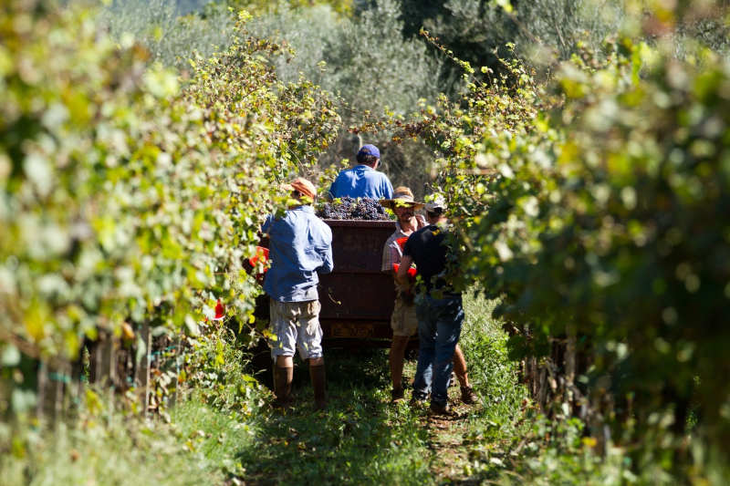 Cuisine in Chile - Chile Vineyard Wine tour with Enchanting Travels