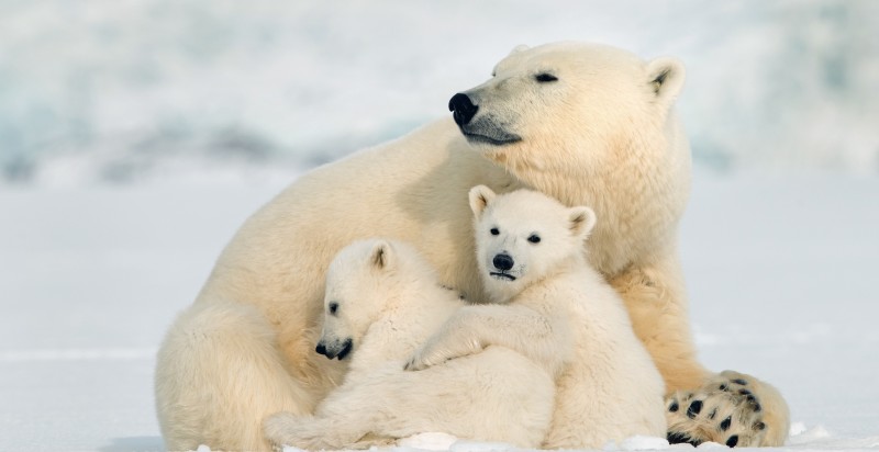 Canada’s Remote Arctic: Northwest Passage to Ellesmere and Axel Heiberg