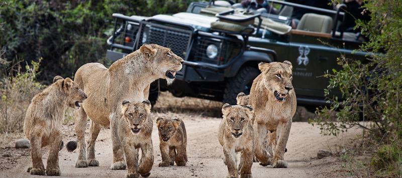 Enchanting-Travels-Africa-South-Africa-Kruger-South-Londolozi-Founders-Camp-5