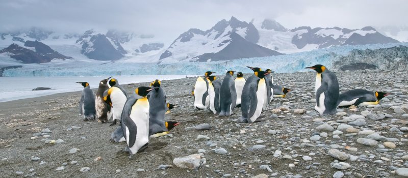 Penguin Safari in South Georgia and the Antarctic Peninsula
