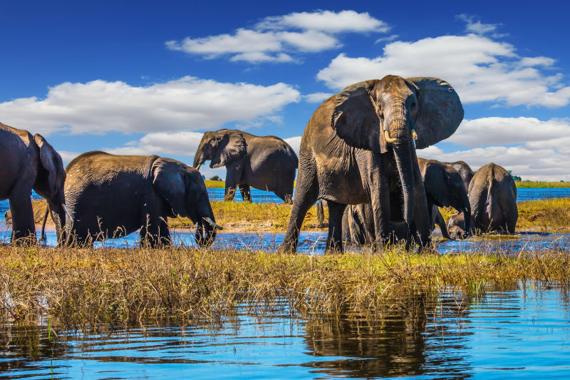 Enchanting Travels Botswana Tours Chobe National Park