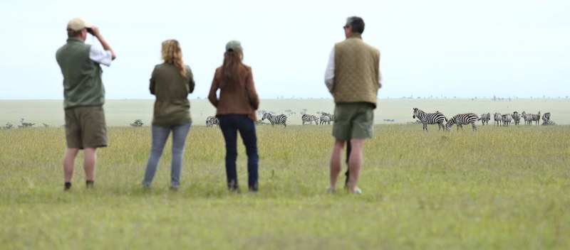 Zebra watching in Laikipia - Ol Pejeta / Solio, Kenya