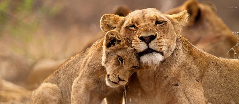 Lions Kruger South Africa Tour