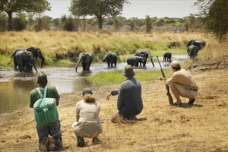 Kenya or Tanzania: Which wilderness safari is the one for you?