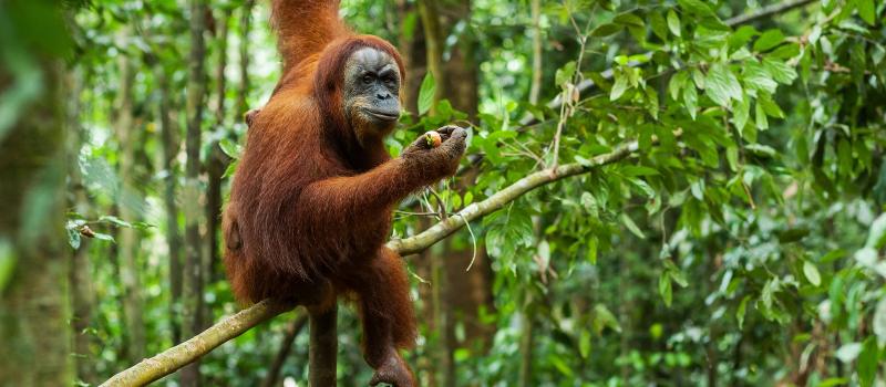 Orangutan in the wild, Sumatra, Indonesia