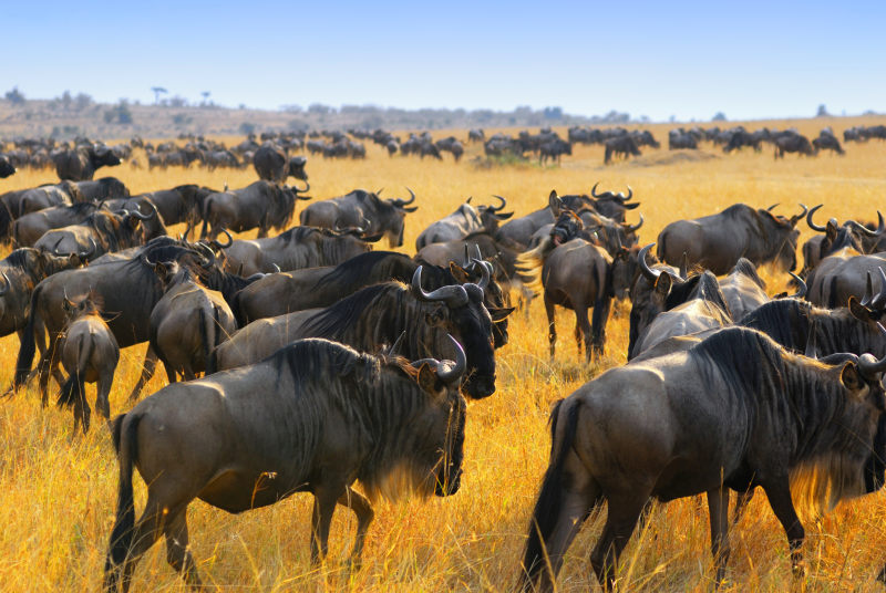 Kenya or Tanzania: Which wilderness safari is the one for you?